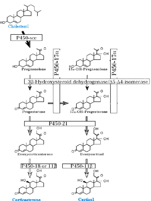 Figure 3 : Les principales étapes de la cascade de synthèse de cortisol  (corticostérone).