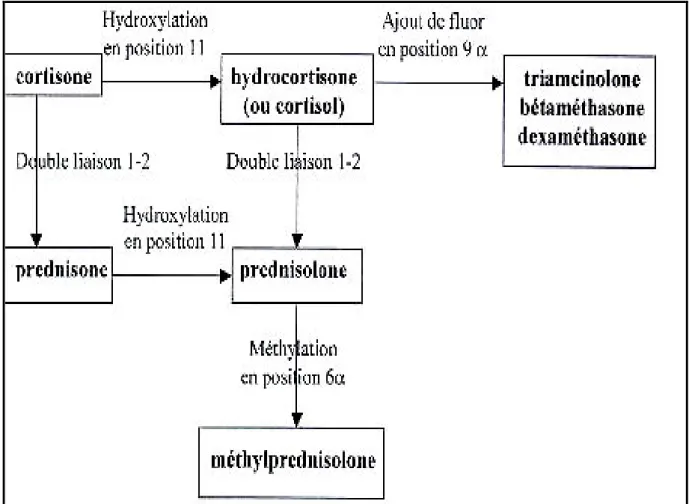 Figure 6 : La production des  glucocorticoïdes de synthèse  par des modifications 