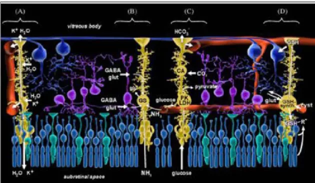 Figure 14: Intéractions des cellules gliales de Müller avec  les neurones et les vaisseaux 