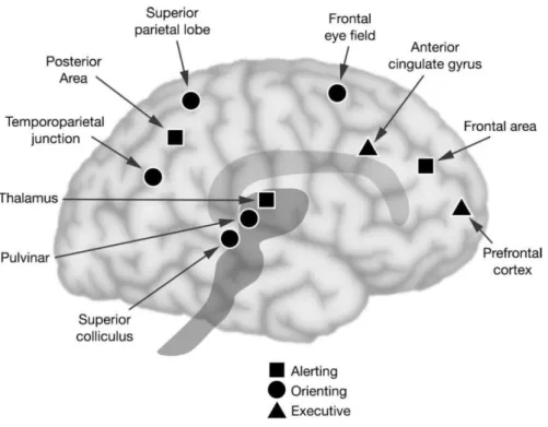 Figure 8. Anatomical areas of alerting, orienting, and executive attentional networks (from Posner &amp; Rothbart, 