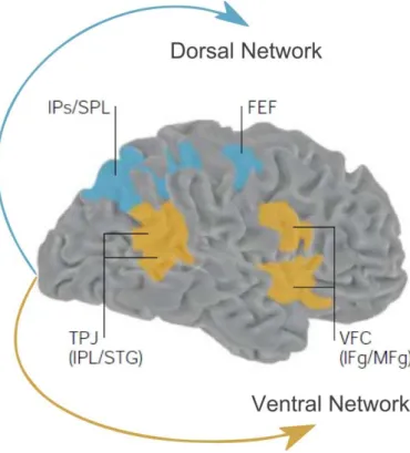 Figure  9.  Dorsal  and  ventral  frontoparietal  networks  colored  in  blue  and  orange,  respectively  (adapted  from 