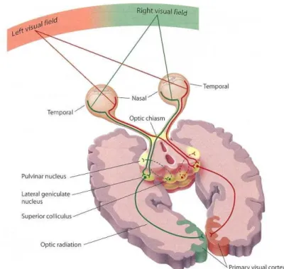 Figure 15: Schematic anatomical arrangement of the human visual system. Information arising from each visual 