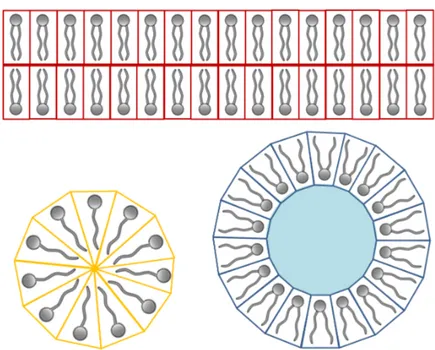 Figure 1.5 – Représentations schématiques d’une bicouche plane, d’une micelle et d’une micelle inverse