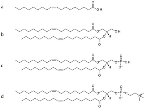 Figure 1.11 – Formation d’un glycérophospholipide. a : Acide gras (acide oléique). b : Diacylglycérol