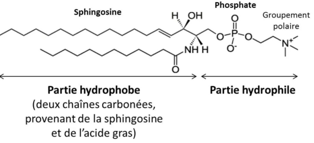 Figure 1.12 – Représentation de la SM 12:0. La SM 12:0 (N-(dodecanoyl)-sphing- (N-(dodecanoyl)-sphing-4-enine-1-phosphocholine) est une sphingomyéline, de la famille de sphigophospholipides, particulière
