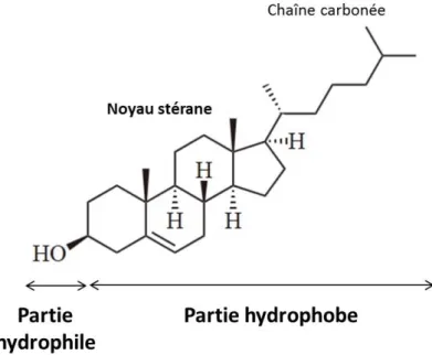 Figure 1.14 – Représentation du cholestérol. Sa tête polaire est constituée d’un groupe hydroxyle, comme tous les stérols