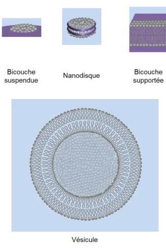 Figure 1.16 – Différents systèmes modèles de bicouches lipidiques. Les bicouches peuvent être planes (suspendues ou supportées) ou sphériques.