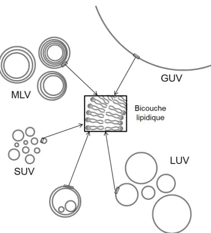 Figure 1.17 – Différents types de liposomes. Les liposomes peuvent être répartis en plusieurs groupes : les vésicules multilamellaires (MLV) et les vésicules unilamellaires