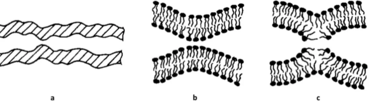 Figure 2.6 – Approche localisée des membranes et nucléation de la fusion. (a) Représentation macroscopique de la forme d’une membrane fluctuant sous l’effet de  l’agita-tion thermique