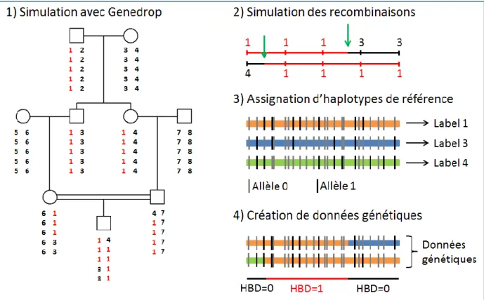 Figure 3.1: Exemple de la simulation du génome d’un individu.  