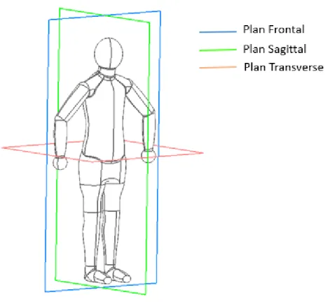 Figure 1-4 : Les différents plans de référence du corps humain. 