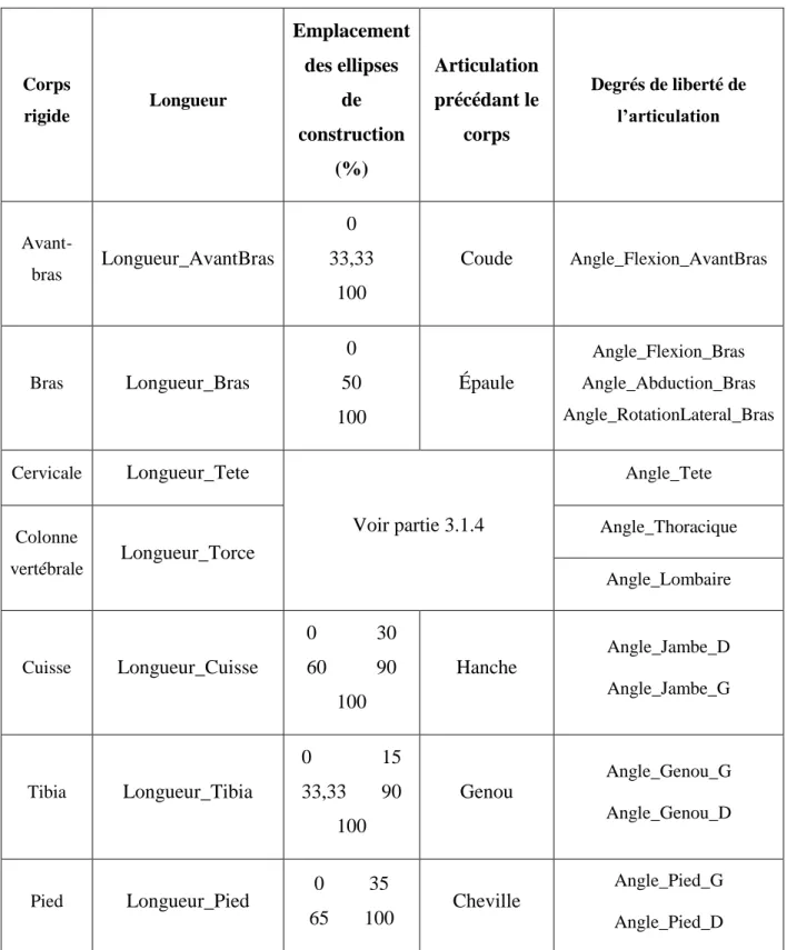 Tableau 3-1: Liste des degrés de liberté modélisés.  Corps  rigide  Longueur  Emplacement des ellipses de  construction  (%)  Articulation  précédant le corps Degrés de liberté de l’articulation   Avant-bras  Longueur_AvantBras 0  33,33  100  Coude Angle_Flexion_AvantBras  Bras  Longueur_Bras 0  50  100  Épaule Angle_Flexion_Bras  Angle_Abduction_Bras  Angle_RotationLateral_Bras  Cervicale  Longueur_Tete Voir partie 3.1.4 Angle_Tete  Colonne  vertébrale  Longueur_Torce Angle_Thoracique  Angle_Lombaire  Cuisse  Longueur_Cuisse  0            30 60          90  100  Hanche Angle_Jambe_D Angle_Jambe_G  Tibia  Longueur_Tibia 0              15 33,33       90  100  Genou Angle_Genou_G Angle_Genou_D  Pied  Longueur_Pied 0         35  65       100  Cheville Angle_Pied_G  Angle_Pied_D 