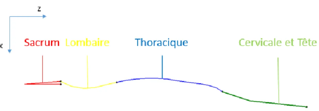 Figure 3-2 : Modélisation de la colonne vertébrale. 