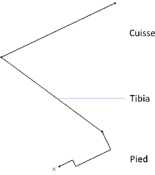 Figure 3-3 : Squelette d'une jambe. 