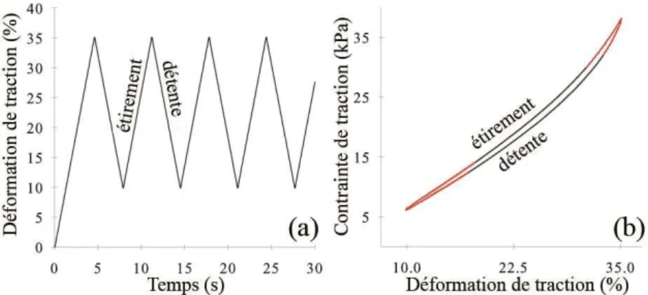 Figure 2.2.  Cycles  d’étirement-détente  durant  lesquels  le  tissu  est  étiré  de  10%  à  35%  de  déformation  à  une  vitesse  de  7,7%/s  (a),  un  cycle  dure  6,6  s