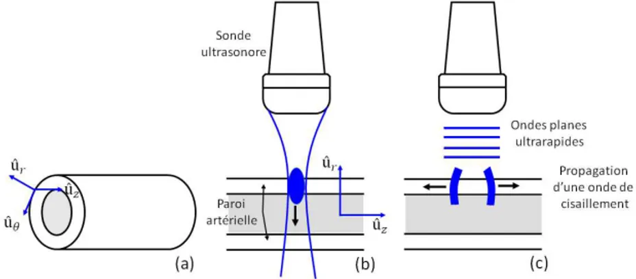 Figure 2.6.  Système de coordonnées cylindriques  ( û , û , û )  utilisé dans cette étude