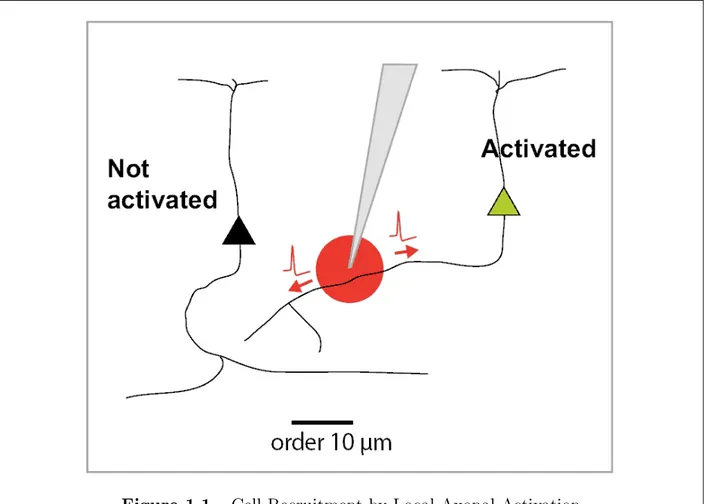 Figure 1.1. Cell Recruitment by Local Axonal Activation