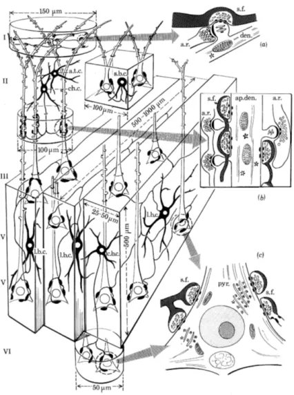 Figure 1.2. Synthetic stereoscopic views of modular arrangement in the local V1 neuronal circuits