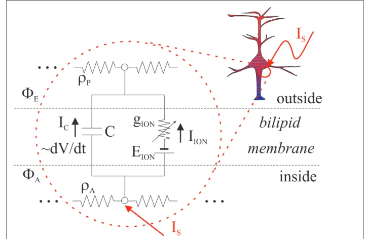 Figure 2.1. Excitability model template: The equivalent circuit represents the simplied electro-dynamics of an excitable membrane.