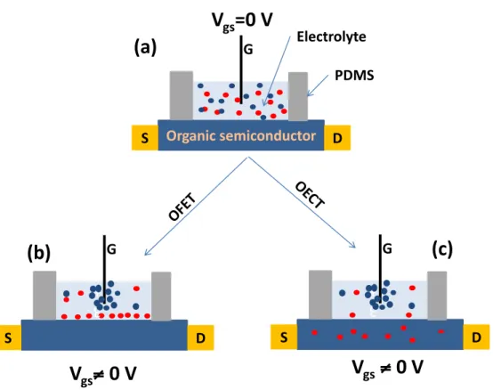 Figure 1.10 Schematic representation of EG transistors and their subcategories, depending on the  working  mechanism  (on  the  left  the  mechanism  of  doping  is  electrostatic,  on  the  right  it  is  electrochemical)