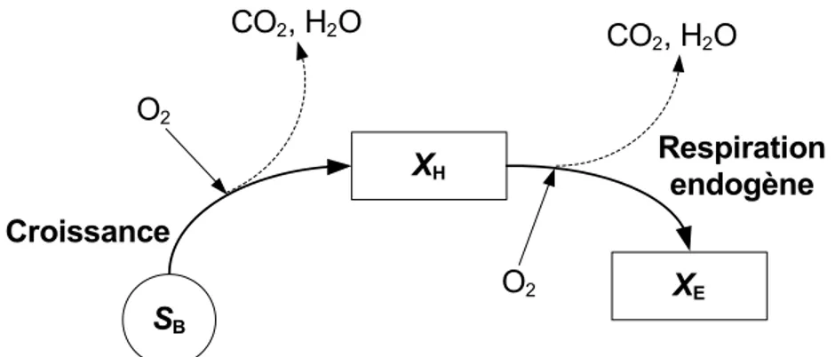 Figure 2.6 - Concept de respiration endogène (tiré de Ramdani, 2011) 