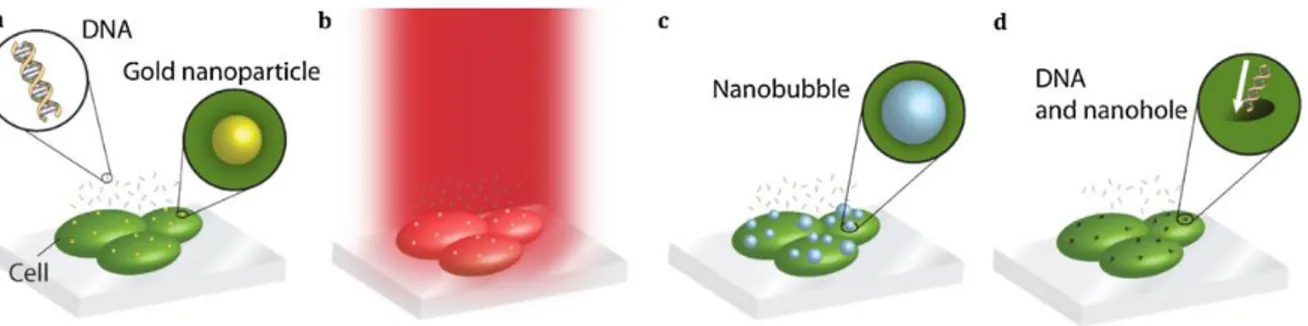 Figure 2.14 Méthode de transfection par génération de bulle par laser assisté de nanoparticule