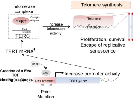 Figure 24: Mécanismes de réactivation de la télomérase par mutations dans le  promoteur de TERT 