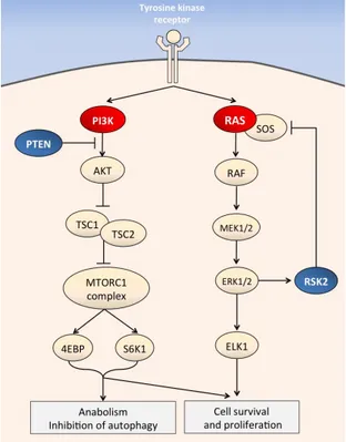 Figure 11 : voie de signalisation PI3K/AKT/MTOR et RAS/ARF/MAPK kinase 