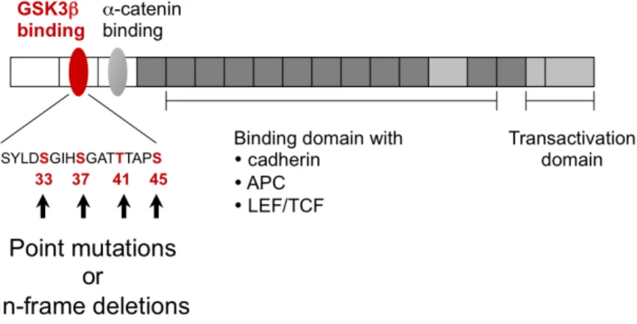 Figure 20: Mutations activatrices de CTNNB1 