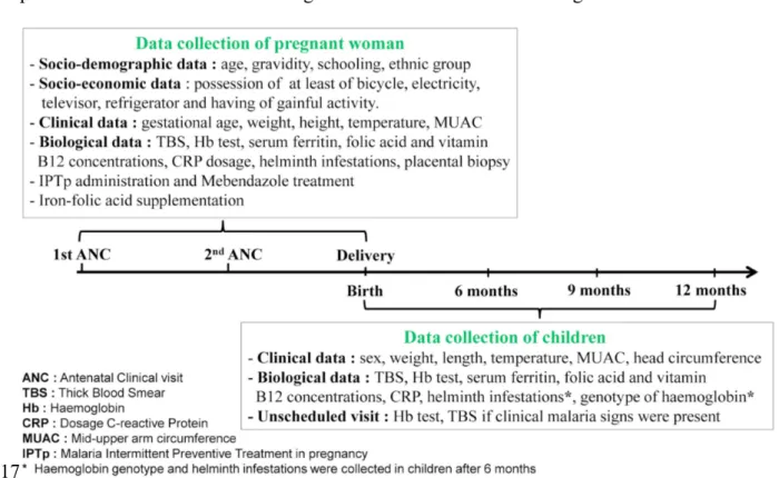 Figure 6: Clinical and biological exams during the follow-up through pregnancy and  infancy