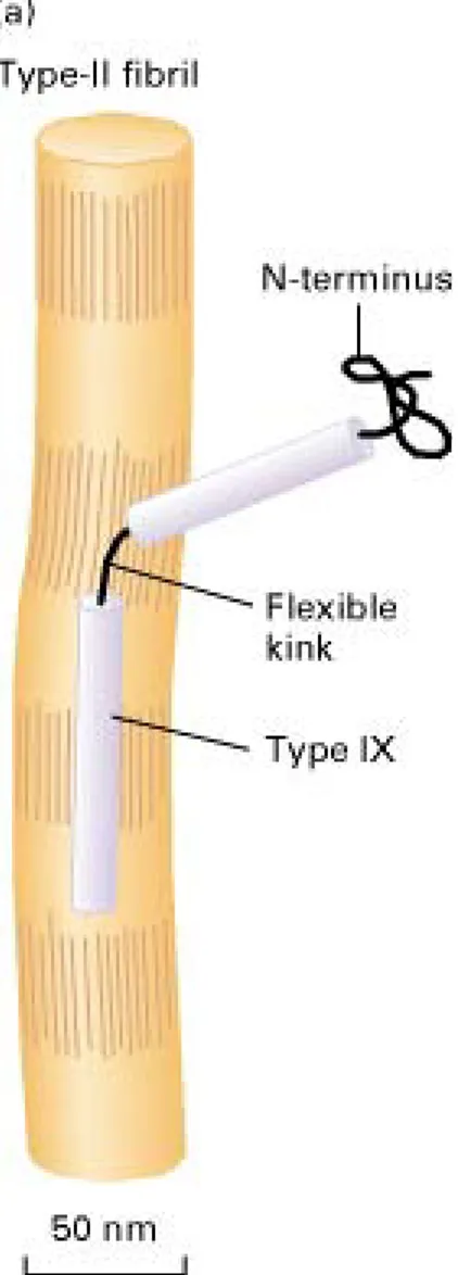 Figure  1-1 :  Représentation schématique de l’association des fibrilles du cartilage