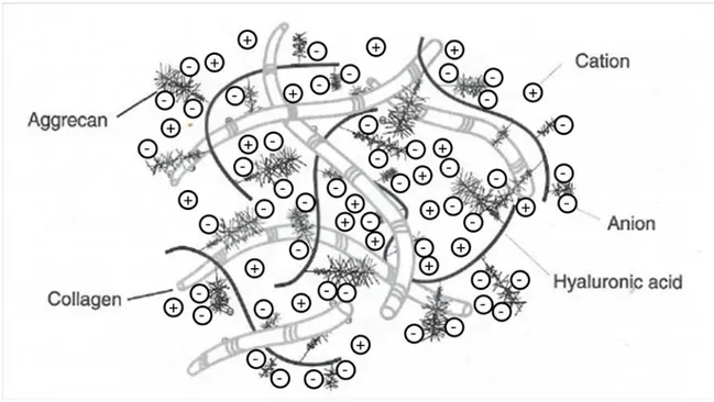 Figure 1-3 :  Les charges négatives des protéoglycanes liées au réseau de fibrilles de collagène  attirent des cations (Image modifiée de Hu &amp; Athanasiou, 2003)