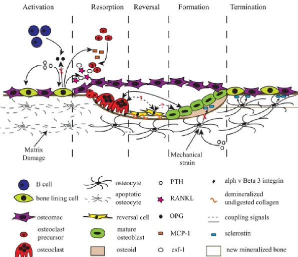 Figure 1-6 : Représentation schématique des éléments associés au remodelage osseux durant les  cinq étapes (Raggatt &amp; Partridge, 2010)