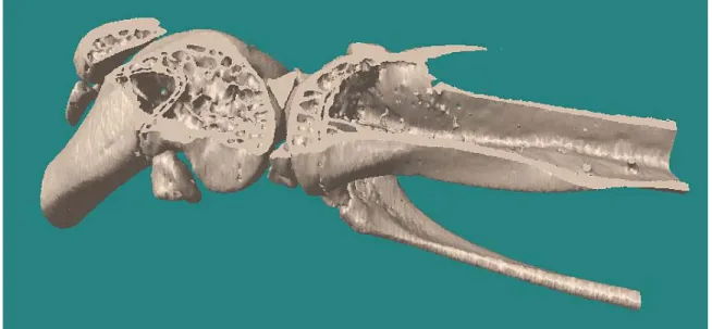 Figure 1-7 :  Reconstruction tridimensionnelle d’une microtomographie numérisée du genou  d’une souris