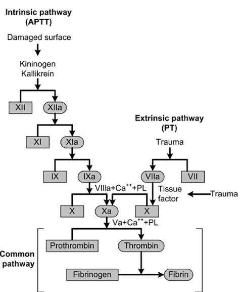 Figure 1-8 : Cascade de coagulation (Adams &amp; Bird, 2009). APTT = activated partial 