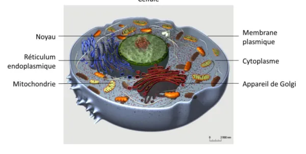 Figure 1.1: Schéma d'une cellule montrant les principales organelles contenues dans son cytoplasme