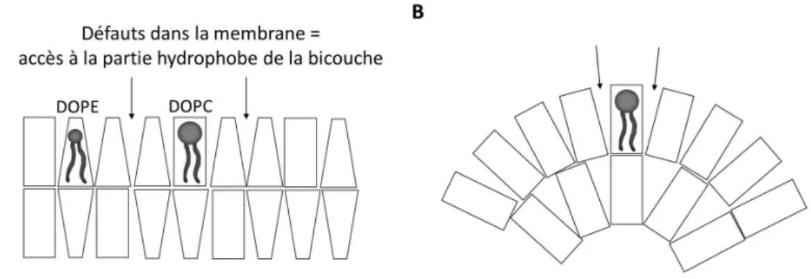 Figure 1.13: Défauts membranaires. (A) Représentation schématique des défauts présents dans une membrane riche en lipides à forme conique comme les lipides PE