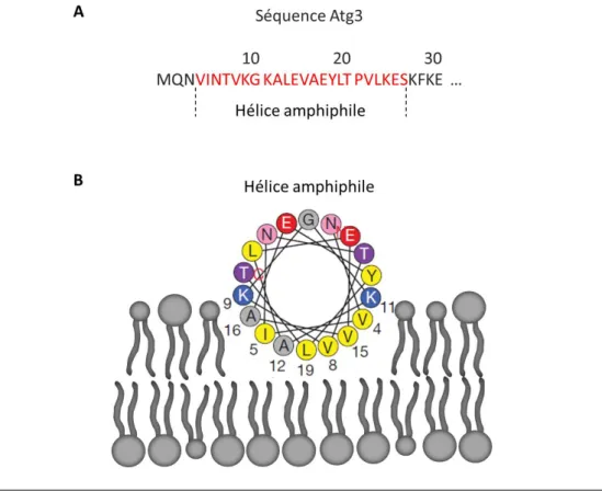 Figure 1.17: L'hélice amphiphile de la protéine Atg3. (A) Séquence des trente premiers résidus de la protéine Atg3