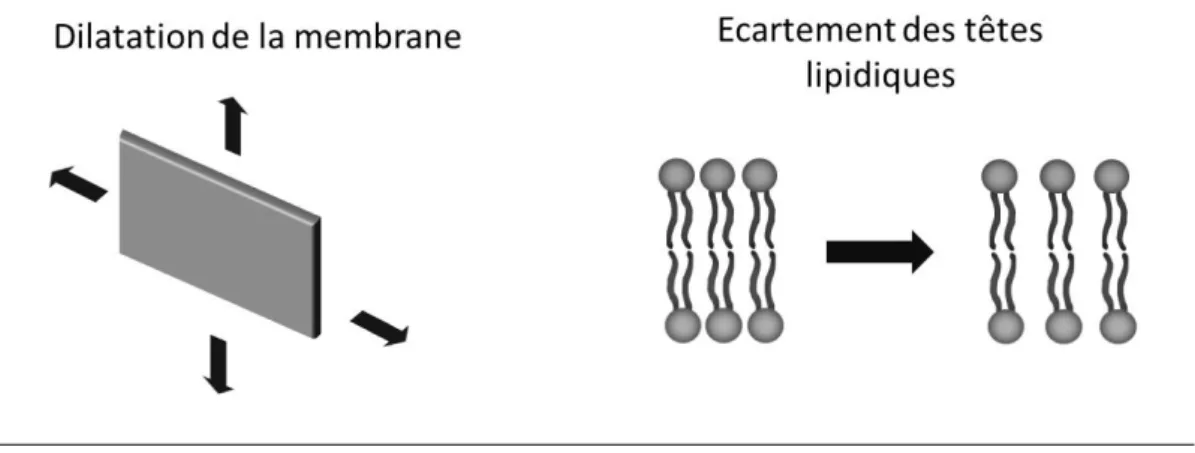 Figure 1.24: Déformation de la membrane par dilatation. La dilatation de la membrane entraîne un écartement des têtes lipidiques.