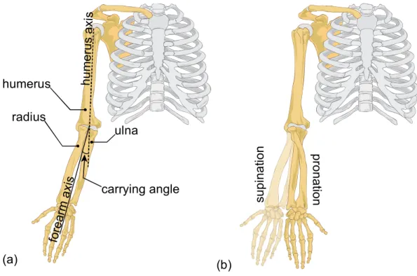 Fig.  1  (a)  Representation  of  the  carrying  angle,  i.e.  the  relative  acute  angle  between  the  humerus  longitudinal  axis 