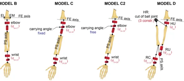 Fig. 3 Schematic of the four comparative forearm models (B, C, C2 and D) according to different assumptions