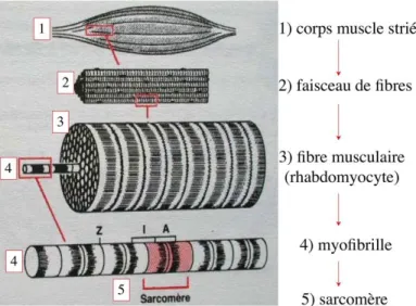 Figure	
  1	
  :	
  Tiré	
  de	
  http	
  ://histoblog.viabloga.com/texts/le-­‐tissu-­‐musculaire-­‐strie	
  du	
  Dr	
  Nataf,	
  Université	
   de	
  Lyon	
  :	
  Structure	
  générale	
  d'un	
  muscle	
  strié	
  