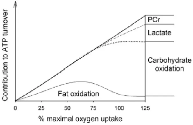 Figure	
  5	
  :	
  Extrait	
  de	
  Westerblad	
  &amp;	
  al.,	
  2010.	
  Schéma	
  représentant	
  le	
  rapport	
  entre	
  les	
  différents	
  substrats	
   énergétiques	
  et	
  l'intensité	
  d'un	
  effort.	
  