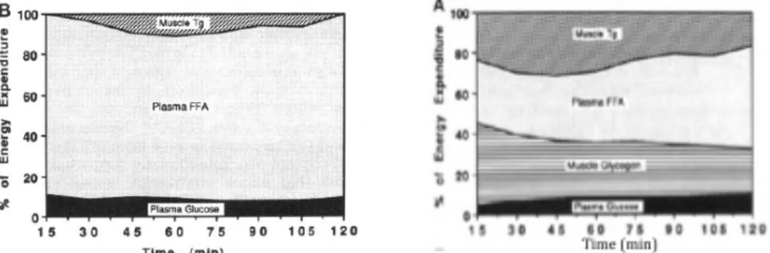 Figure	
   7	
   :	
   Extrait	
   de	
   Romijn	
   &amp;	
   al.,	
   1993.	
   Contribution	
   relative	
   des	
   substrats	
   plasmatiques	
   et	
   intramusculaires	
  à	
  la	
  production	
  énergétique	
  pendant	
  un	
  exercice	
  de	
  120	
  min,	
  B	
  -­‐	
  à	
  faible	
  intensité	
  (25%	
   de	
   la	
   consommation	
   maximale	
   en	
   oxygène	
   (VO2	
   max))	
   et	
   A	
   –	
   à	
   forte	
   intensité	
   (65%	
   de	
   la	
   VO2max).	
  	
  	
  	
  	
  	
  	
  	
  	
  	
  	
  	
  	
  	
  	
   Tg	
  =	
  triglycérides.	
  