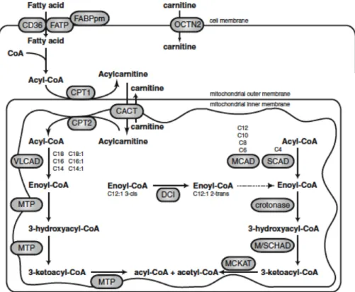 Figure	
  12	
  :	
  Extrait	
  de	
  Houten	
  &amp;	
  al.,	
  2010.	
  Schéma	
  de	
  la	
  béta-­‐oxydation	
  des	
  acides	
  gras	
  mitochondriale.	
  