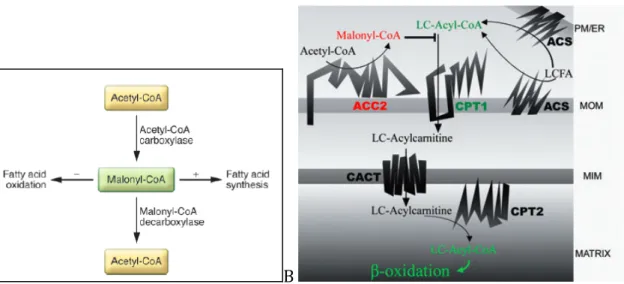 Figure	
  14:	
  Extrait	
  de	
  Foster	
  &amp;	
  al.,	
  2012.	
  La	
  régulation	
  du	
  malonylCoA	
  détermine	
  le	
  changement	
  entre	
   synthèse	
  des	
  acides	
  gras	
  et	
  béta-­‐oxydation.