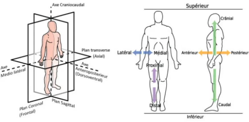 Figure 1-1 : Définition des plans et des axes du corps humain.  Adapté de Wikipédia ( Edoarado  et de  Nanoxyde )