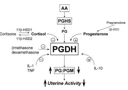 Figure 11: Régulation de la PGDH dans le contrôle de la contractilité utérine. d'après Challis et al