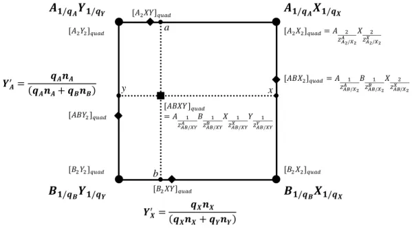 Figure 2-4 : Représentation graphique en équivalent de charge du système ternaire réciproque A,  B // X, Y avec les quadruplets présents dans la solution (redessiné d’après (Pelton et al., 2001)) 