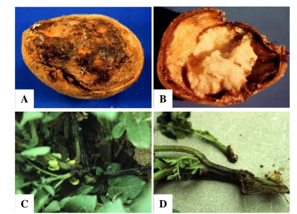 Figure  3.  Aspect  de  quelques  symptômes  causés  par  Pectobacterium  sp.,  d’après  Christ  et  al